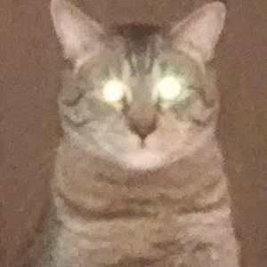 Meet your Posher, Tom